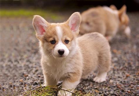 Corgi breeders near me - Are you looking for a Pembroke Welsh Corgi puppy in New Jersey? You've come to the right place. We have 25 cute and healthy Pembroke Welsh Corgi puppies for sale from screened and reputable breeders. We can arrange transportation to New Jersey for you. Don't miss this chance to find your perfect companion. Visit us now to see the pictures and details of each puppy. 